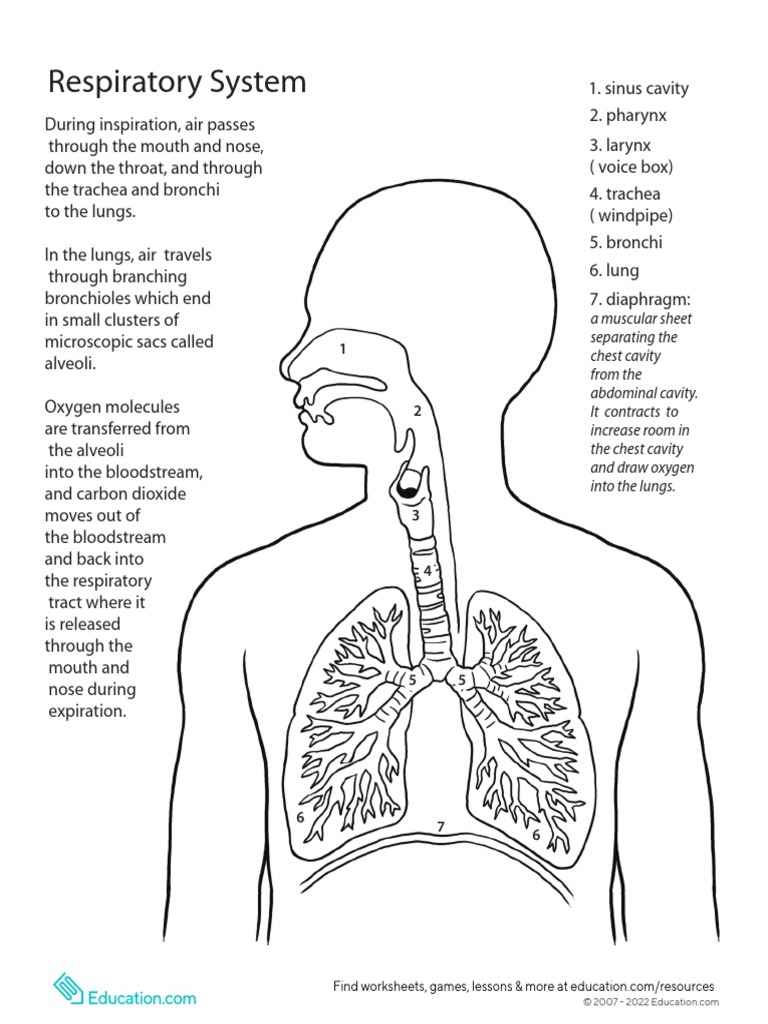 Inside Out Anatomy Respiratory | PDF | Respiratory Tract | Lung