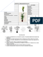 PLANTAS ORNAMENTALES DE SOL