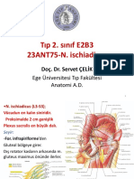 Tıp 2. Sınıf E2B3 23ANT75-N. Ischiadicus: Ege Üniversitesi Tıp Fakültesi Anatomi A.D