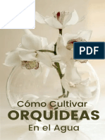 Cómo Cultivar Orquídeas en El Agua Paso A Paso