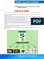 Partes de Las Plantas 7