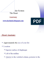 Cardiovascular System Anatomy and Physiology