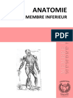 Membre-inf-2.0