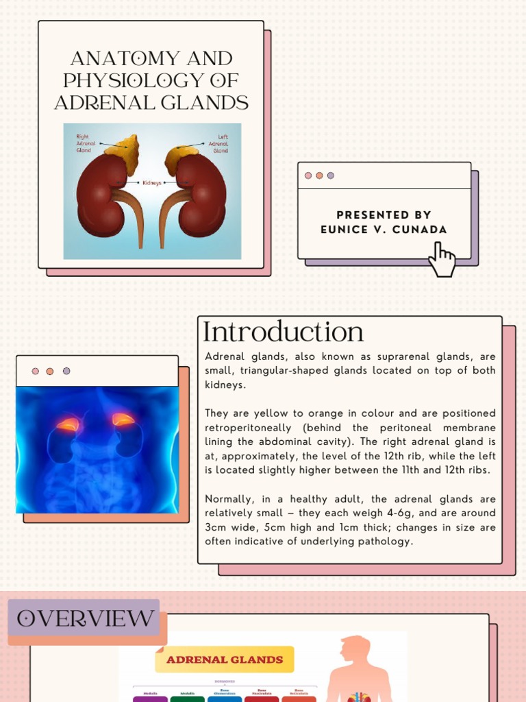 Anatomy and Physiology of Adrenal Glands | PDF | Adrenal Gland ...
