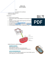 TEMA N° 08  -  mitocondria