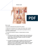 Sistema Renal