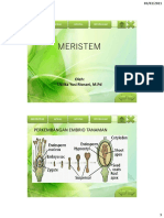 3 Meristem