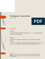 Fumagina-Capnodium, Daniel Muñoz