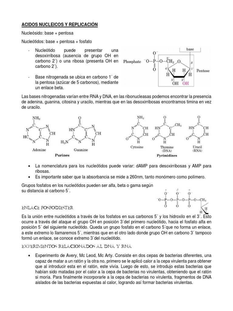 Ácidos Nucleicos y Replicación | PDF | Adn | Rna