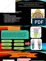 Grupo 7° Anatomia