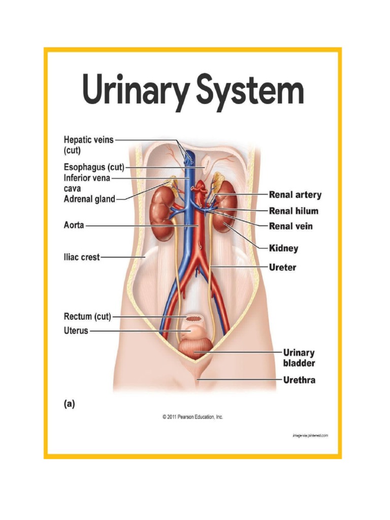 Urinary System Anatomy Overview | PDF | Kidney | Urinary System