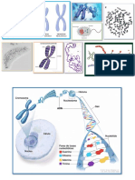 CROMOSOMAS