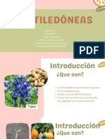 Dico Tiledoneas