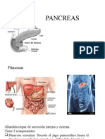 Pancreas 11111