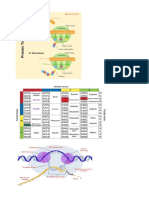 gambar DNA