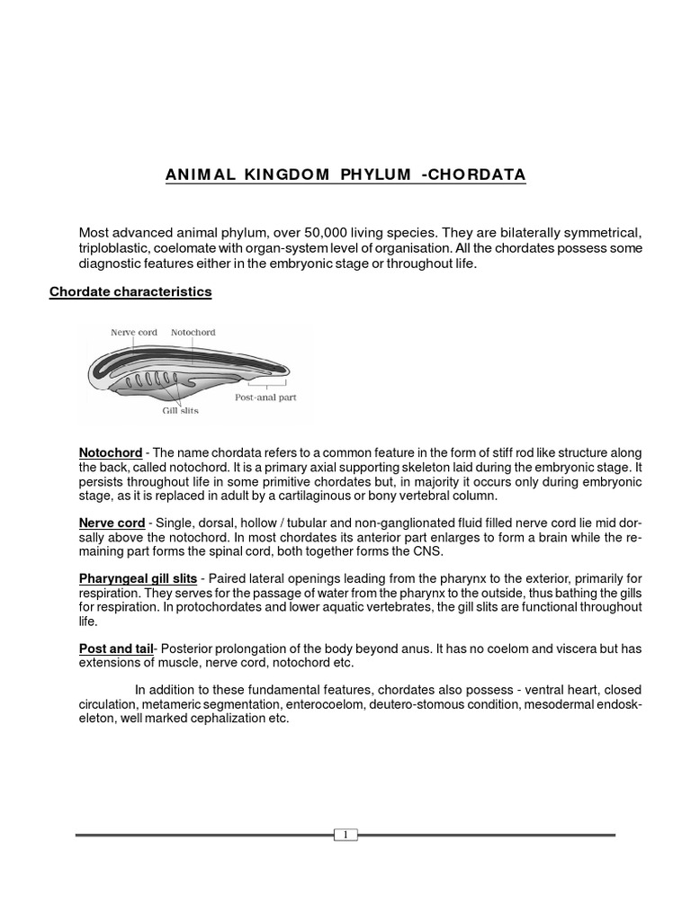 Overview of Phylum Chordata | PDF | Amphibian | Fish