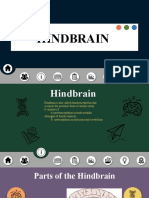 Development of The Brain Hindbrain Cupin