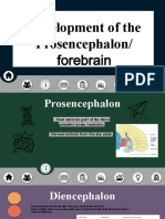 Development of The Forebrain