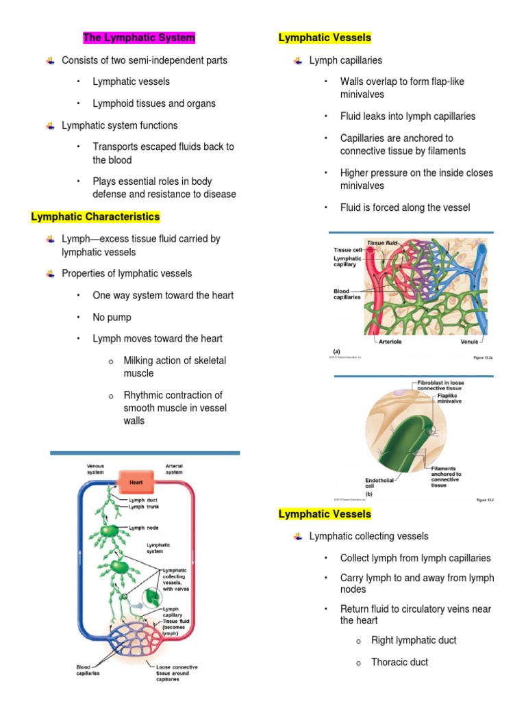 Surprisingly Simple Lymphatic System Label Learn - w15ryda
