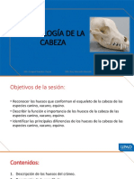 PPT. Region Cabeza - Osteología - PRACTICA