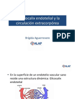 El Glicocalix Endotelial y La Circulación Extracorpórea