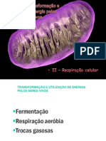 Processamento da glicose nos seres vivos