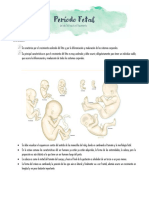 Período Fetal