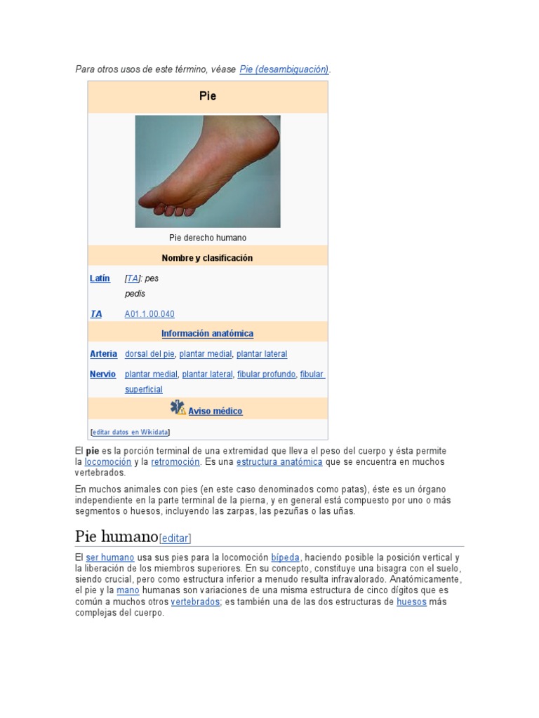 Pie Humano | PDF