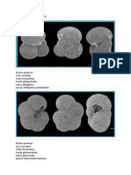 Fosil Filum Protozoa Dan Bryozoa