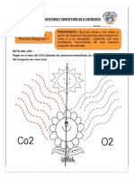 Las Plantas Respiran: Actividad: " PROPÓSITO: Que Las Niñas y Los Niños A