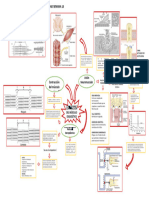 Mapa Conceptual Sobre Contracción Del Musculo Esquelético