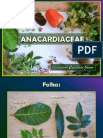 Anacardiaceae prática