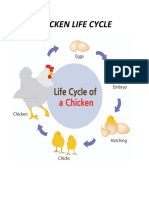 CHICKEN LIFE CYCLE