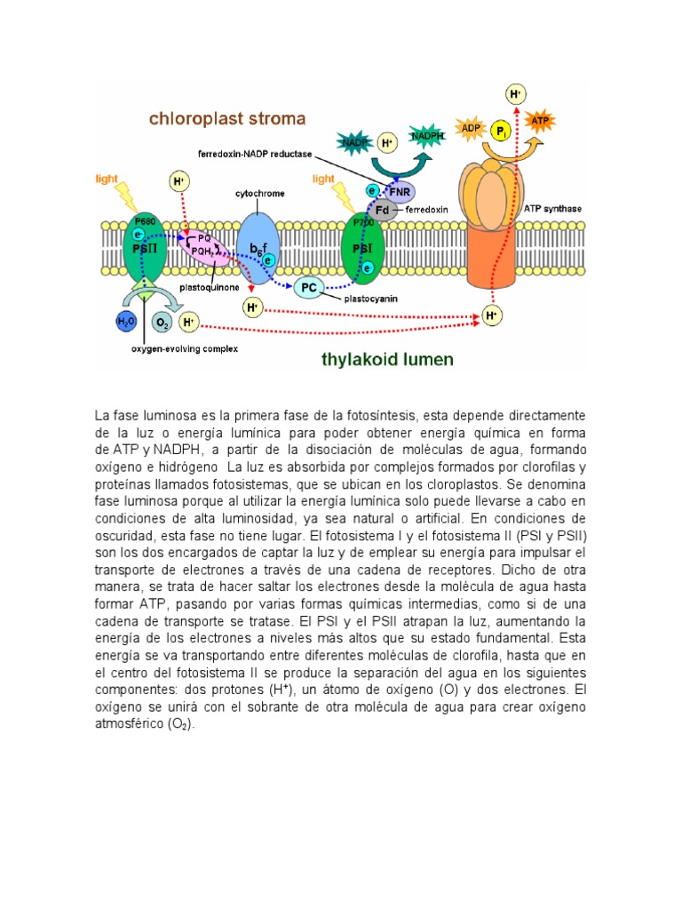 Fase Luminosa Diagrama y Explicacion PDF