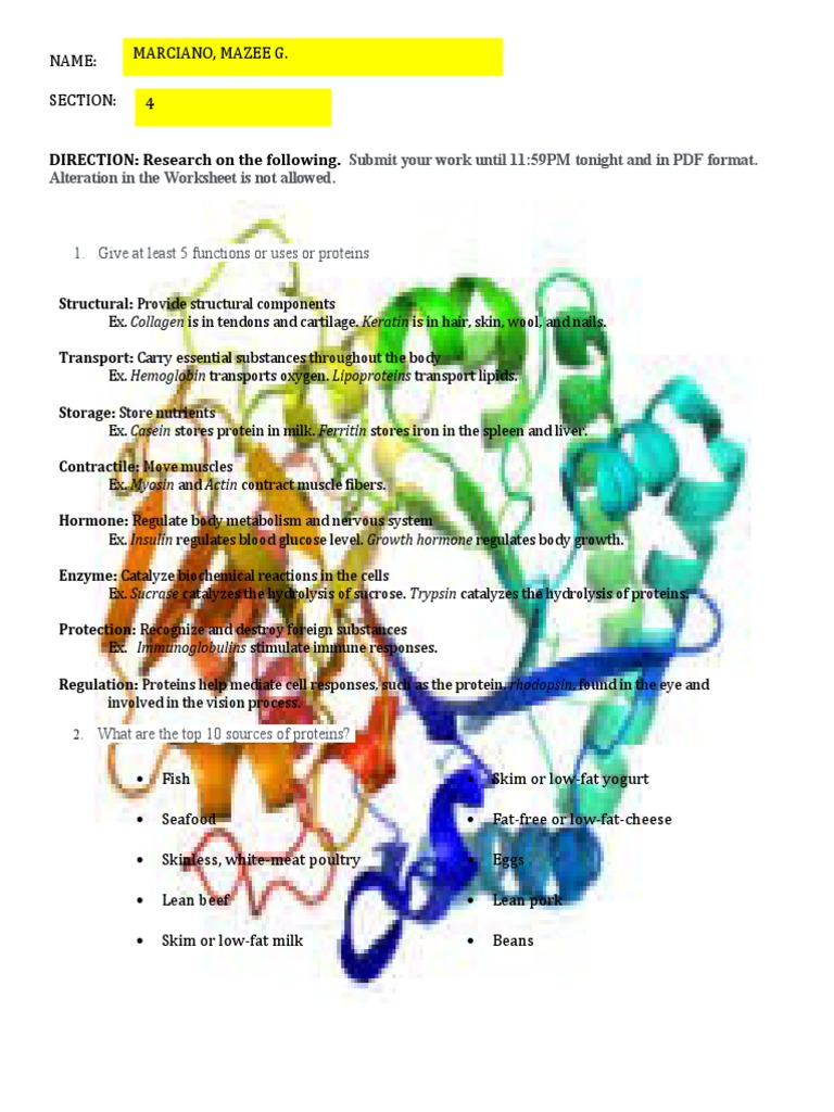 Worksheet on Proteins | PDF