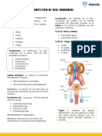 Resumen Urologia