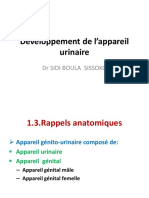 Développement de L'appareil Urinaire - Copie