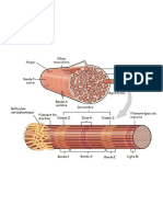 Muscle Fig3 (1)