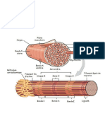 Muscle Fig3