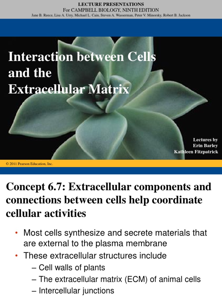 3.2 Interaction Between Cells and The ECM PDF Extracellular Matrix