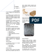 Capítulo 13 Anatomía Radiológica Normal