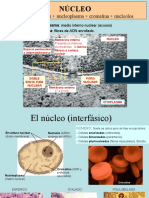 Estructura y función del núcleo celular
