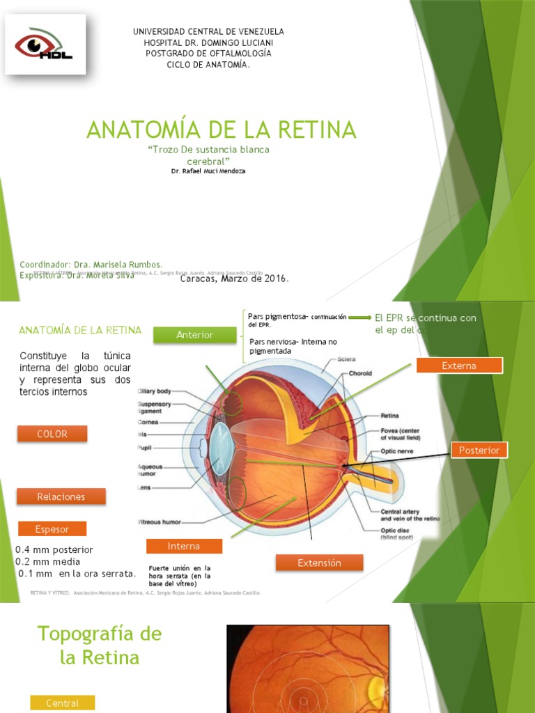 Anatomía de la Retina y Estructuras Clave | PDF | Retina | Percepción ...