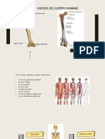 Huesos Del Cuerpo Humano: Tejido Subcondral Epífisis Proximal T e J I D o E S P o N J o S o