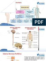11 Sistema Nervioso y Endrocrino