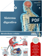 Sistema Digestivo Ciencias Estudar +