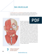 Sistema Muscular I II