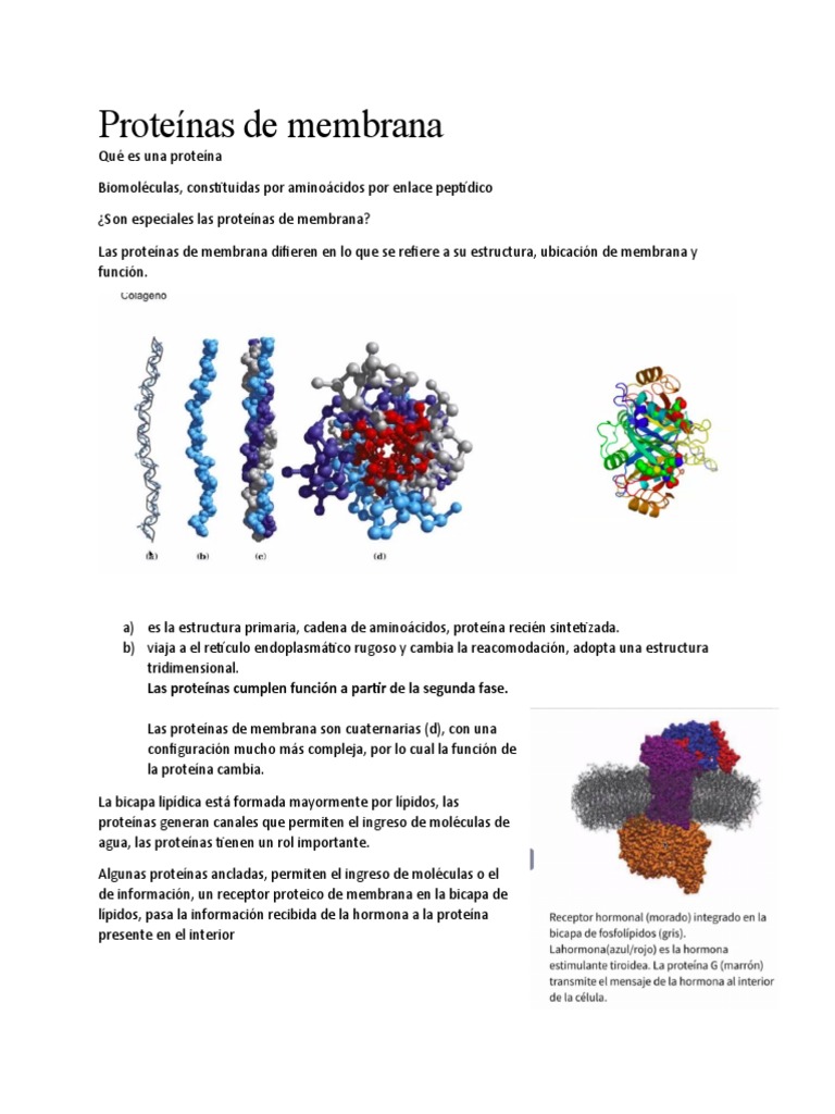 Proteínas de Membrana PDF