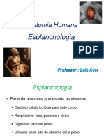 Anatomia Humana: Sistemas Digestório e Respiratório