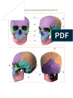 Skull Anatomy